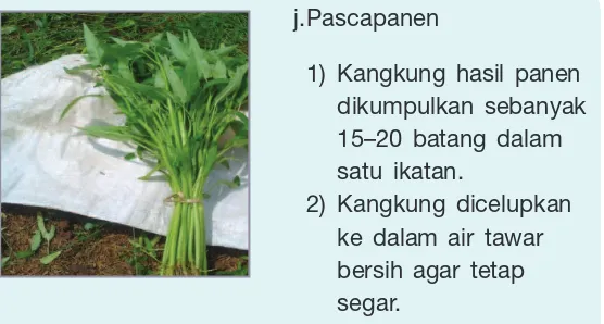 Gambar 3.18 Proses budidaya tanaman kangkung 