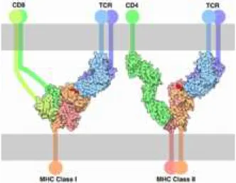 Gambar 4. Hubungan sel T dengan Major histocompatibility complex kelas I atau  Major histocompatibility complex kelas II, dan antigen (merah) 