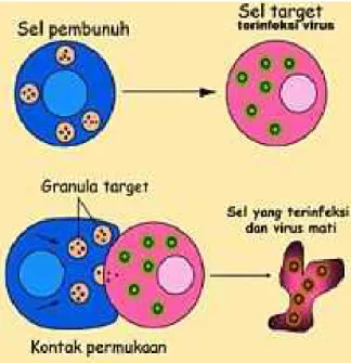 Gambar 5. Sel T pembunuh secara langsung menyerang sel lainnya yang membawa  antigen asing atau abnormal di permukaan mereka