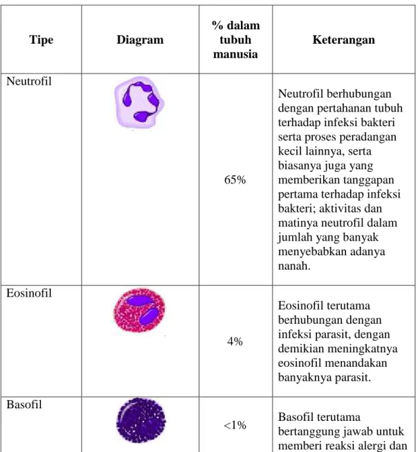 Tabel 1. Tipe sel darah putih dan persentasi jumlahnya di dalam tubuh manusia 
