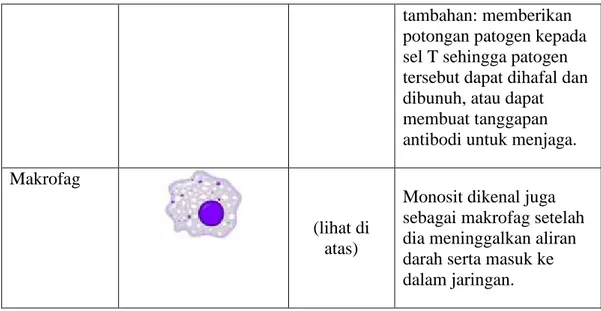 Gambar 1. Silsilah sel darah 