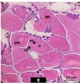 Gambar 4 Histologi gonad minggu ke-2, nucleus (n); nucleoli (nc); prematurarion   oocyte  (pm);  cortical  crypts  (cc);  maturation  oocyte  (m);  A  (0.01  mg  Antidopamin  +  40  IU  PMSG);  B  (0.02  mg  Antidopamin  +  80  IU  PMSG);  E (Ablasi mata) 