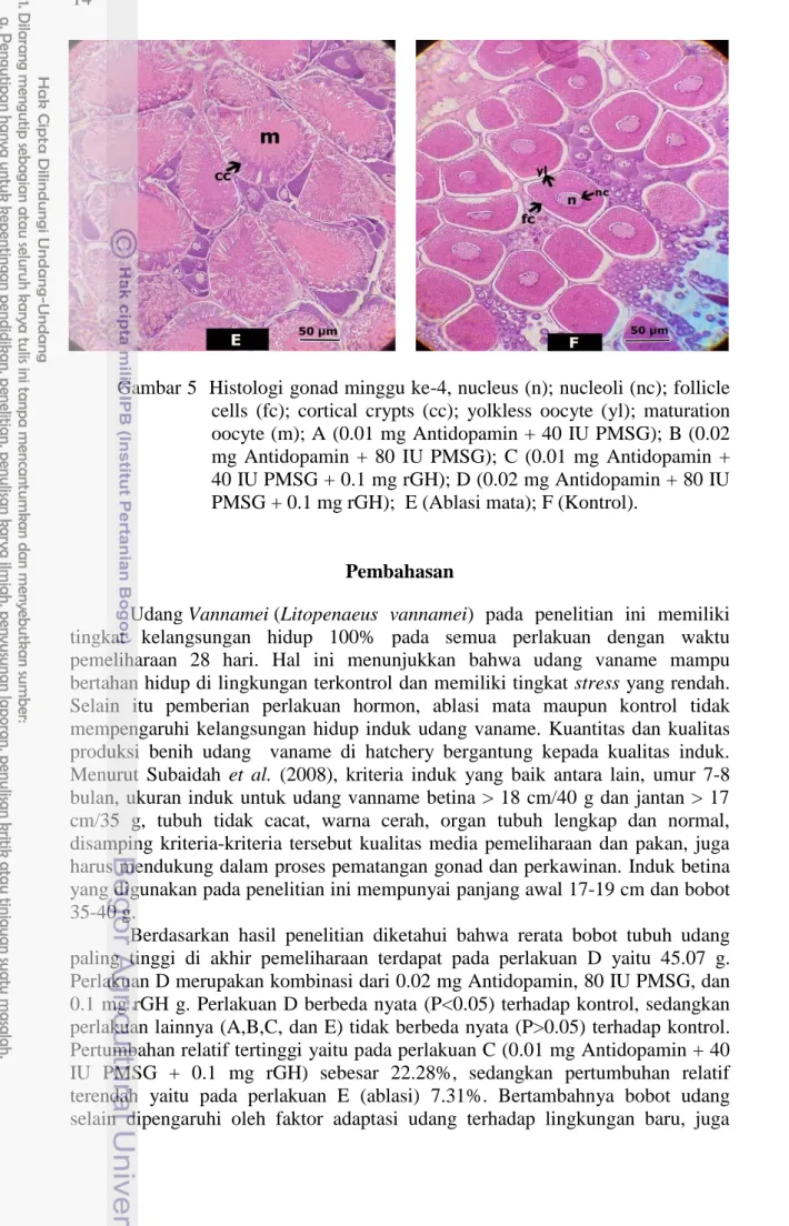 Gambar 5  Histologi gonad minggu ke-4, nucleus (n); nucleoli (nc); follicle  cells  (fc);  cortical  crypts  (cc);  yolkless  oocyte  (yl);  maturation  oocyte (m); A (0.01 mg Antidopamin + 40 IU PMSG); B (0.02  mg  Antidopamin  +  80  IU  PMSG);  C  (0.01
