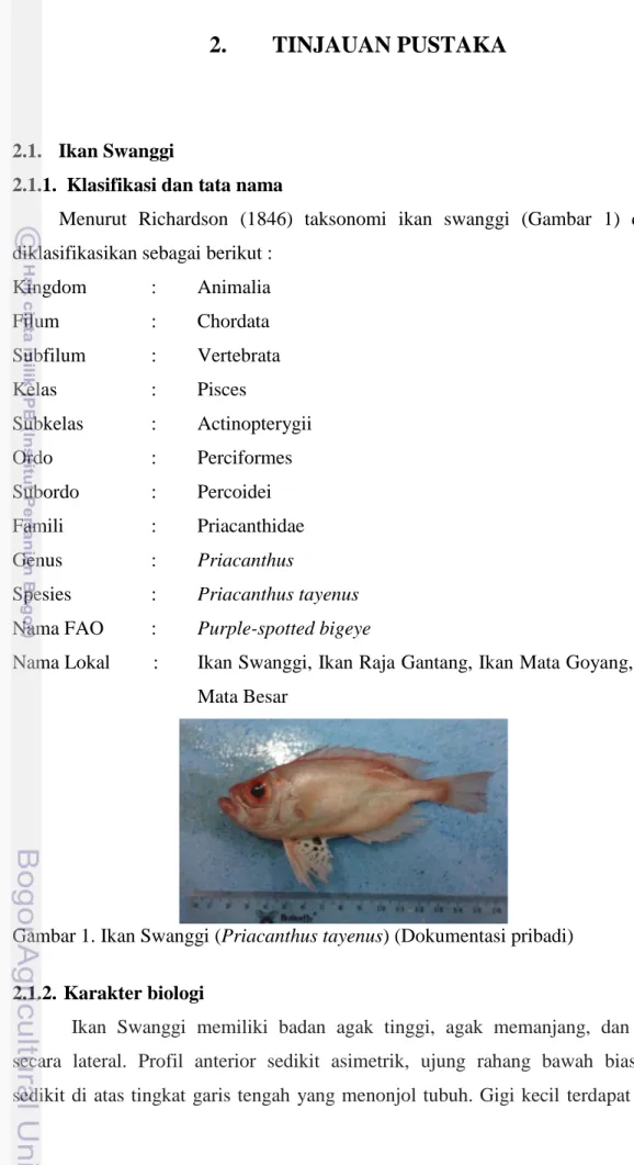 Gambar 1. Ikan Swanggi (Priacanthus tayenus) (Dokumentasi pribadi) 