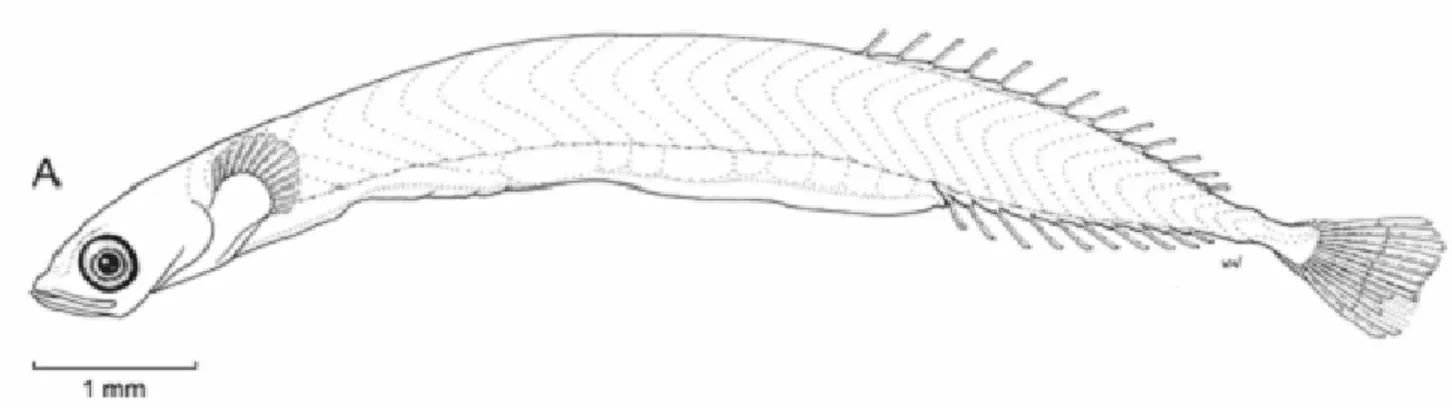 Gambar  2.  Ikan  Schindleria  brevipinguis,  kerabat  ikan  gobi  berukuran  kecil  yang                        ditemukan di Great Barrier Reef, Australia (Watson &amp; Walker, 2004) 