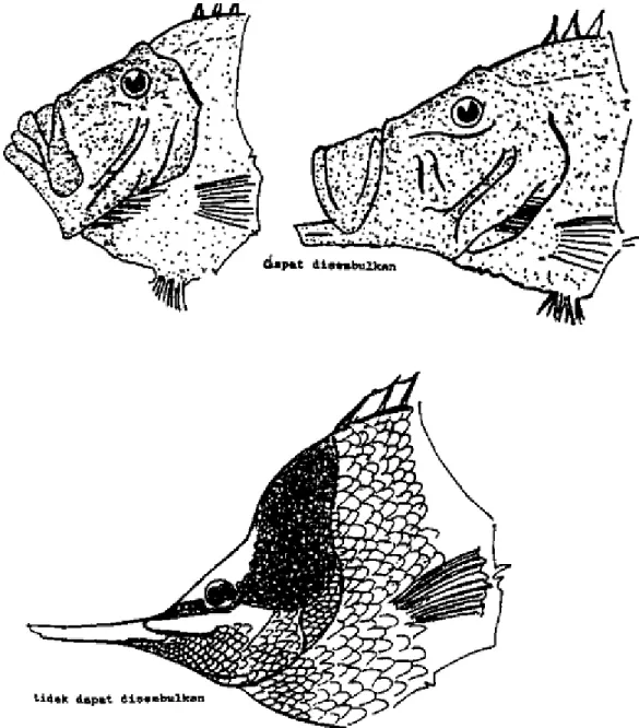 Gambar 10.  Mulut yang dapat dan tidak dapat disembulkan (Affandi et al., 1992) 