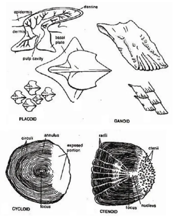 Gambar 13.     Bentuk-bentuk sisik ikan (Bond, 1979)  