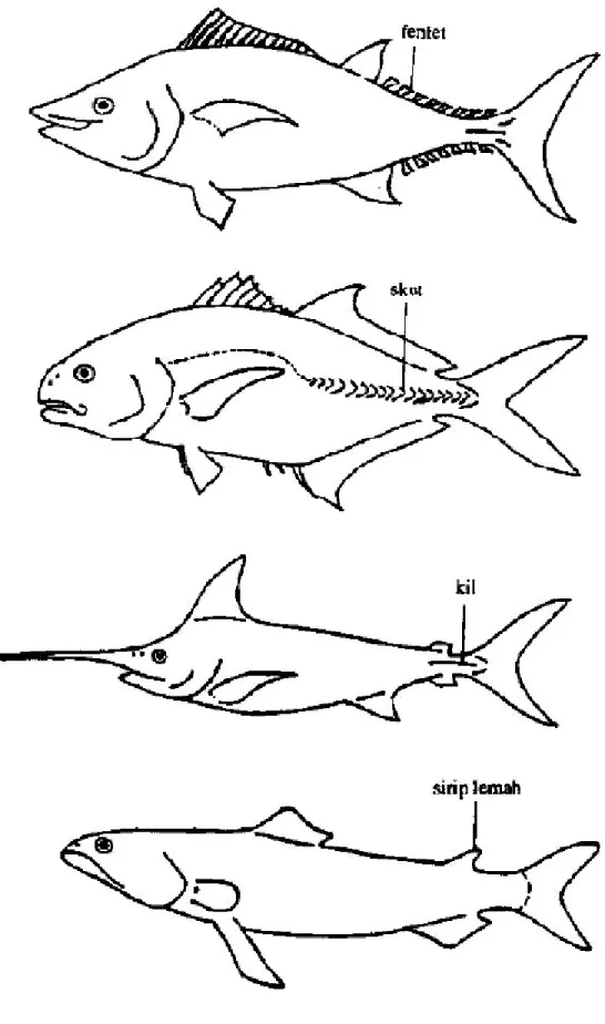 Gambar 15. Beberapa ciri khusus pada badan ikan (Affandi et al., 1992)     