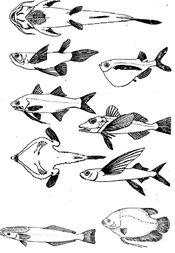 Gambar 17.  Modifikasi berbagai sirip pada ikan (Affandi et al., 1992)    