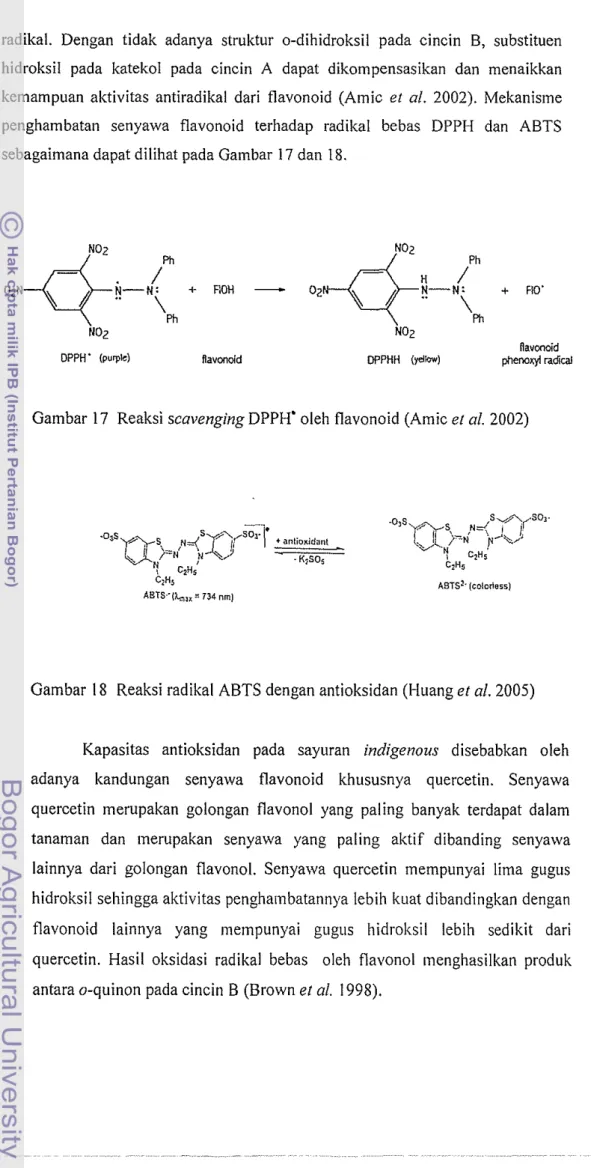 Gambar  17  Reaksi scavenging DPPH'  oleh flavonoid (Amic e l  nl.  2002) 