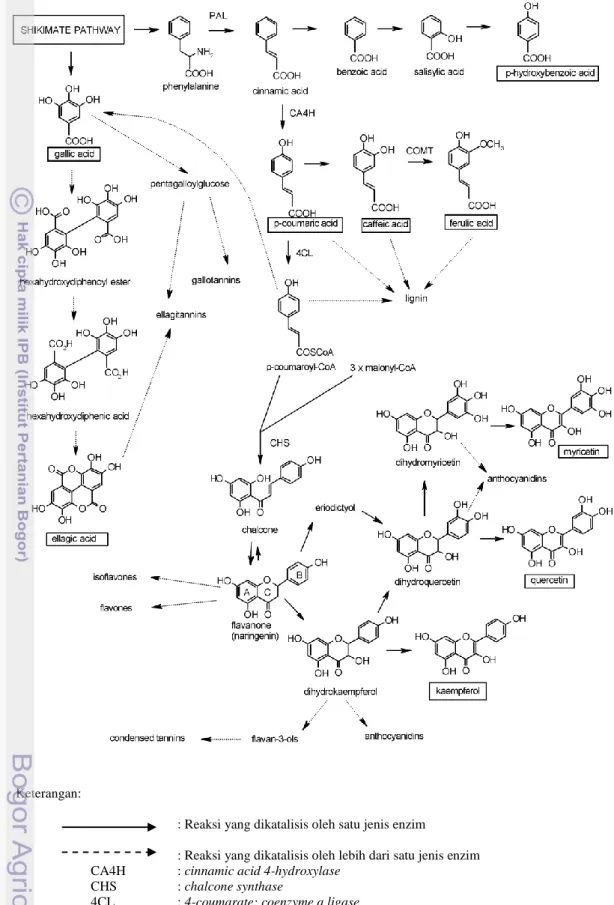 Gambar 3. Biosintesis hidroksibenzoat, hidroksinamat, dan flavonoid  (Häkkinen,  2000) 