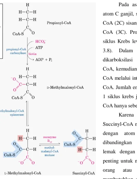 Gambar 3.8 Oksidasi asam lemak dengan atom C ganjil (contoh: asam propionat dalam bentuk Propionyl-CoA)