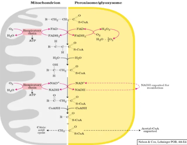 Gambar 3. 10  Perbandingan ß-oksidasi di mitokondria dan di peroxisome dan glyoxysome
