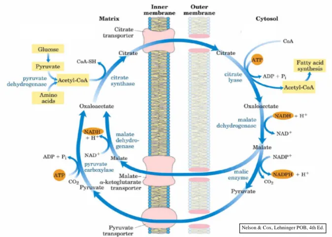 Gambar 3.12 adalah bagan pengangkutan acetyl-CoA dari mitokondria ke sitoplasma.