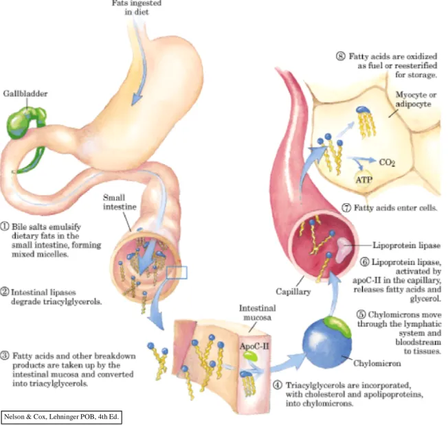 Gambar 3.1  Pemrosesan dan distribusi lipid pada vertebrata. Pencernaan dan absorpsi lipid dari diet terjadi di usus halus