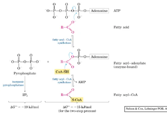 Gambar 3.4  Masuknya asam lemak ke mitokondria melalui transport acyl-carnitine/carnitine.