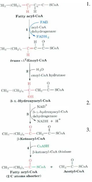Gambar 3.5 Urutan tahapan reaksi dalam ß-oksidasi asam lemak.