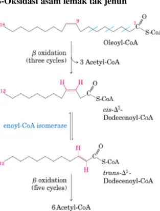Gambar 3.6   Oksidasi   asam   lemak  tak   jenuh (asam oleat). Oksidasi ini membutuhkan  tambah-an enzim enoyl-CoA isomerase untuk mereposisi ikatan  rangkap  dari  cis ke  isomer trans sebagai intermediet normal pada ß-oksidasi.
