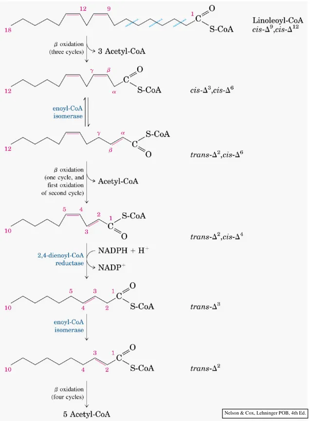Gambar 3.7 Urutan reaksi dalam oksidasi asam lemak tak jenuh (Contoh: asam linoleat dalam bentuk linoleoyl-CoA)