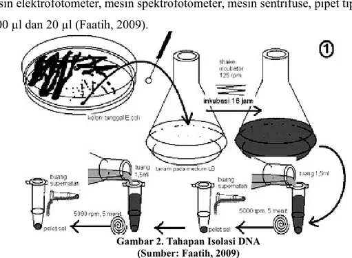 Gambar 2. Tahapan Isolasi DNA (Sumber: Faatih, 2009)