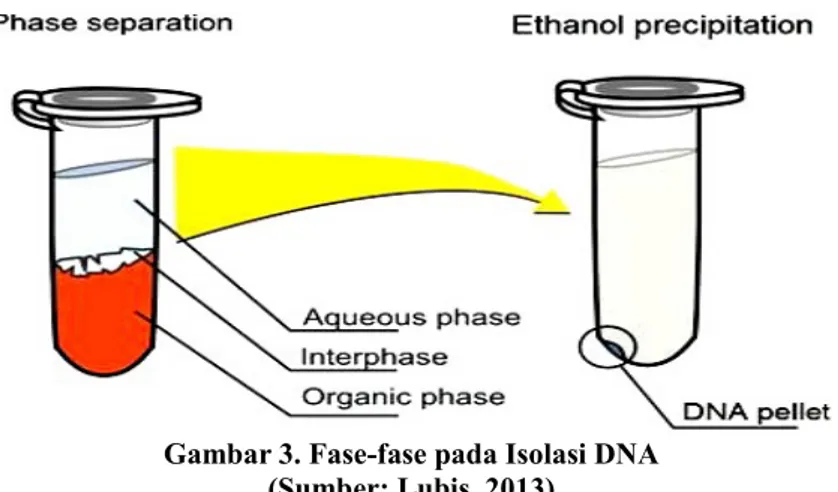 Gambar 3. Fase-fase pada Isolasi DNA (Sumber: Lubis, 2013)