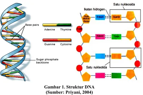 Gambar 1. Struktur DNA (Sumber: Priyani, 2004)