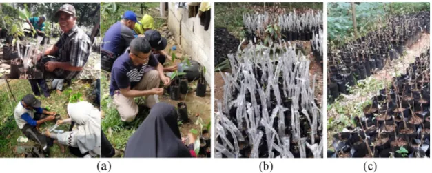 Gambar 2. Kegiatan Penyambungan Durian Yang Dilakukan Masyarakat, (a) Antusiasme Masyarakat Melakukan Penyambungan, (b) Hasil Sambung Mini, (c) Bibit Sambung Mini Yang Berhasil