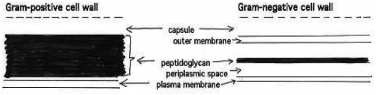 Gambar 2. Ilustrasi dinding sel bakteri gram positif dan bakteri gram negatif (Sumarsih,  2003)