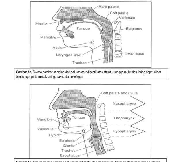 Gambar 1a. Skema gambar samping dari saluran aerodigestif atas struktur rongga mulut dan faring dapat dlihat begitu juga pintu masuk laring, trakea dan esofagus