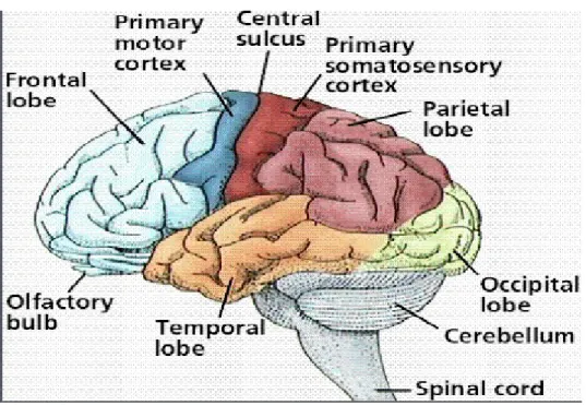 Gambar 2.2. Lobus otak b. Otak kecil (cerebellum)