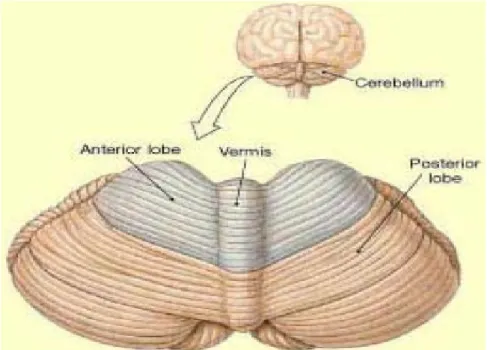 Gambar 2.3. Permukaan posrterior cerebellum
