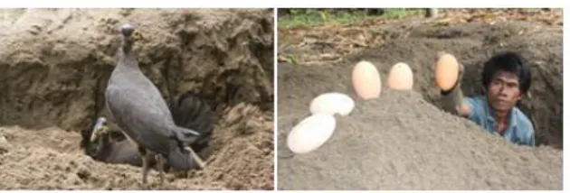 Gambar  4. Maleo  selesai  bertelur  dan  petugas  konservasi  maleo  (Tomo  Lomamay)  memindahkan  telur  dari  lubang  peneluran  ke  penetasan  buatan  (Artificial Hatchery).