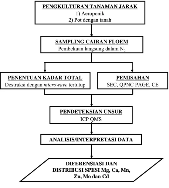 Gambar III.1 Diagram alir pelaksanaan penelitian PENGKULTURAN TANAMAN JARAK