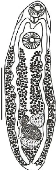 Gambar 5. Clinostomum sp.