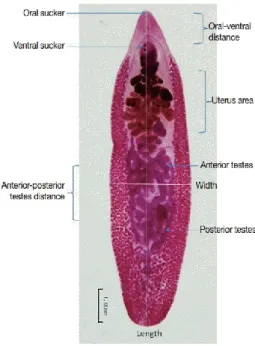 Gambar 7. Echinostoma sp.