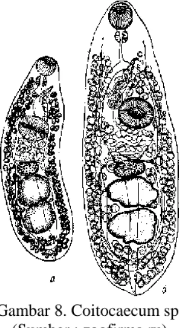 Gambar 8. Coitocaecum sp.