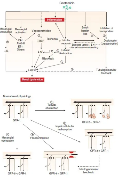 Gambar 5. Gambaran terjadinya mekanisme nefrotoksisitas gentamisin.