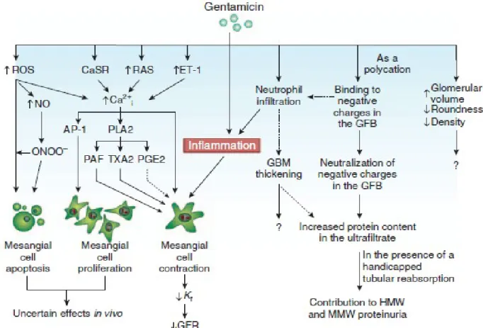 Gambar   3.   Efek   Toksisitas   Gentamisin   pada   Glomerulus.   AP-1,   Protein   aktivator   1;   CaSR, Extracellular  Calsium-Sensing Receptor; ET-1, Endothelin-1; GBM,  Glomerular Basement Membrane;
