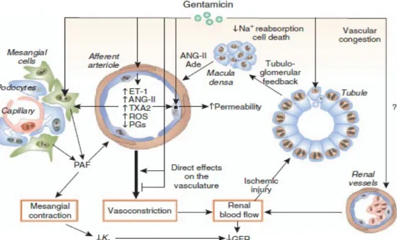 Gambar  4.   Efek   toksik   gentamisin   pada   vaskular.  Ade,   adenosin;  ANG-II,   angiotensin-II;   ET-1, endothelin-1; GFR, glomerular filtration rate; Kf, koefisien ultrafiltrasi; PAF, platelet-activating factor;