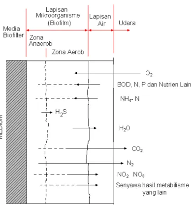 Gambar 5  Mekanisme  metabolisme di dalam proses biofiltrasi 