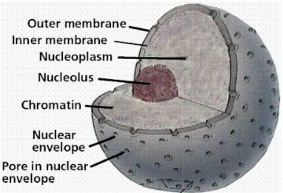 Gambar 1. Struktur nukleus. Kromatin, DNA yang terurai yang menempati ruangan dalam selubung nukleus.