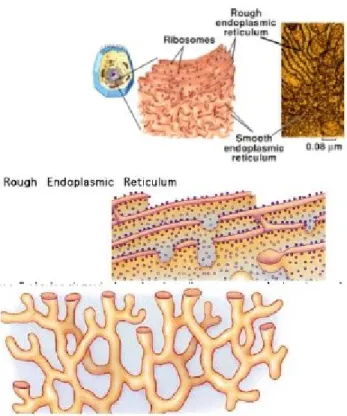 Gambar 8. Perbandingan retikulum endoplasma kasar dengan retikulum endoplasma halus