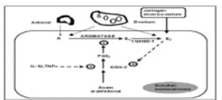 Gambar 2.4. Sintesis Estrogen Pada Endometriosis (Harada,2004)