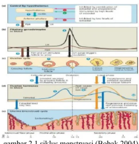 gambar 2.1 siklus menstruasi (Bobak,2004)