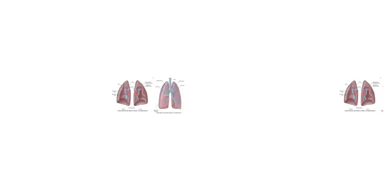 Gambar 4. Anatomi paru-paru dan bronchus (18)