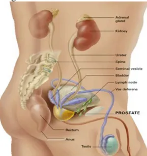 Gambar 1. Alat Reproduksi Pria Kelenjar prostat terbagi atas 5 lobus :  3