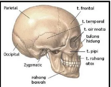 Gambar 1. Tulang tengkorak 1
