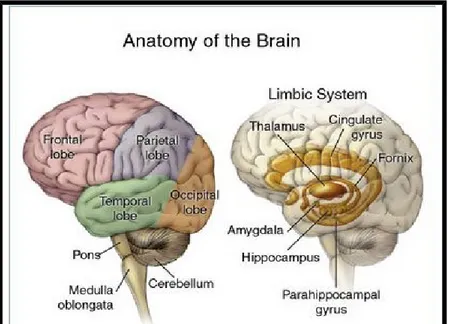 Gambar 2. Anatomi Otak 3