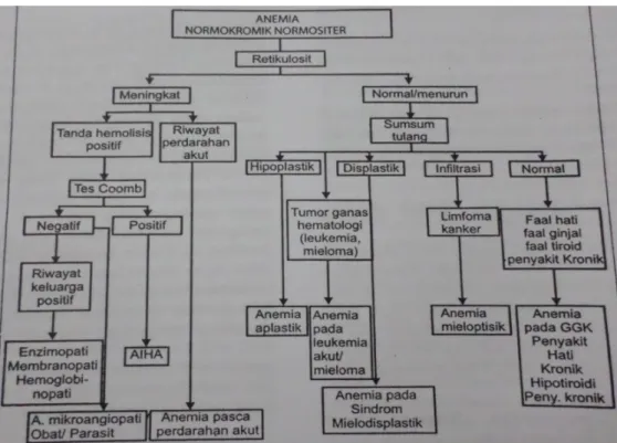 Gambar 3. Alur pendekatan diagnosis anemia normokromik normositik 5