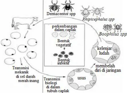 Gambar 2 Siklus hidup Anaplasma sp. (Kocan et al. 2003)  Gejala klinis 